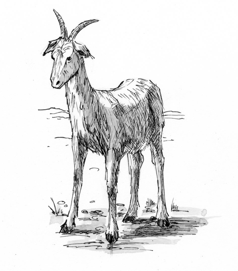 Leviticus 16:20-22 Illustration - Scapegoat | Saint Mary's Press